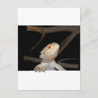 Carte Postale Dragon barbu 2
