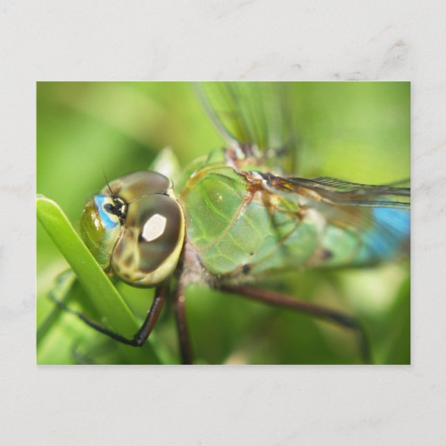 Carte postale Dragonfly (Devant)