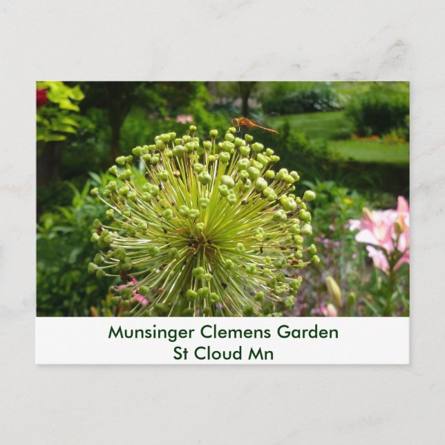 Carte Postale Dragonfly (Devant)