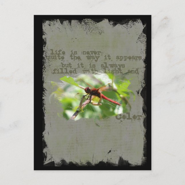 Carte postale Dragonfly (Devant)