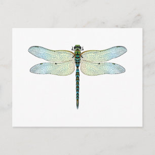 Carte Postale DragonFly