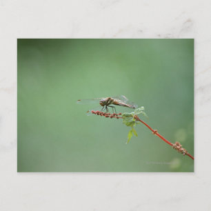 Carte Postale Dragonfly 6