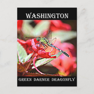 Carte Postale Dragonfly de Washington Green Darner