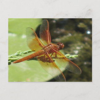 Carte Postale Dragonfly Dreams