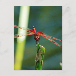 Carte Postale Dragonfly frontale rouge et noire
