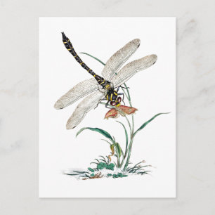 Carte Postale Dragonfly Magic