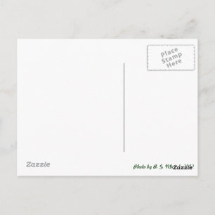 Carte Postale Dragonfly métallique