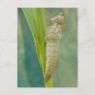Carte Postale Dragonfly Nymph Shell.