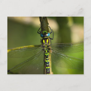 Carte Postale Dragonfly - Photo Faune