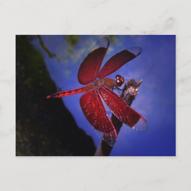 Carte Postale Dragonfly rouge (Devant)
