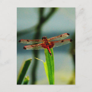 Carte Postale Dragonfly rouge et noire tachetée