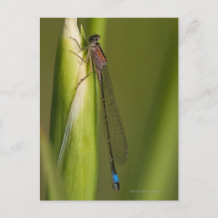 Carte Postale Dragonfly sur l'iris bourré