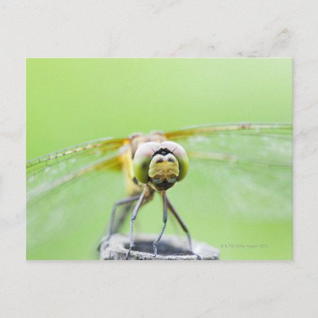 Carte Postale Dragonfly (Sympetrum infuscatum) (Devant)