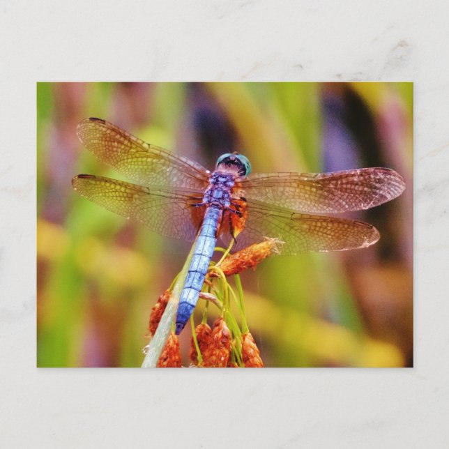 Carte Postale Dragonfly turquoise sur le carex (Devant)