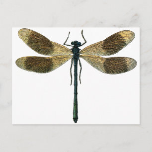 Carte Postale Dragonfly vintage