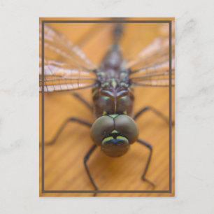 Carte Postale Dragonfly vous voyez