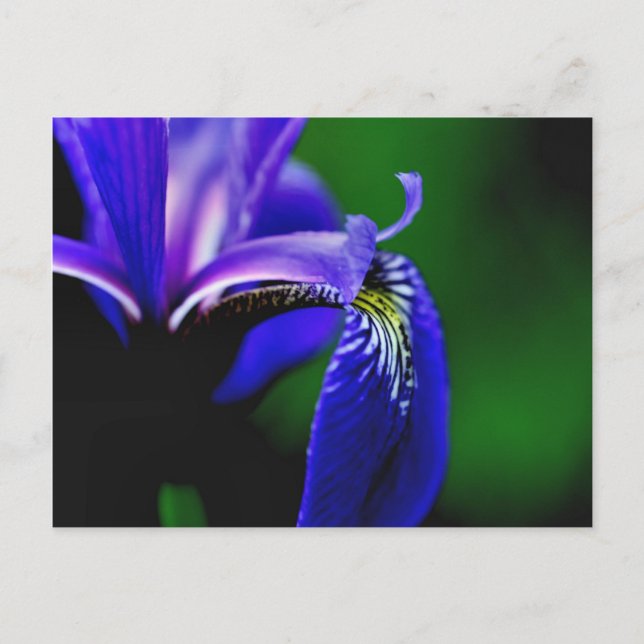 Carte Postale Drapeau bleu Iris Fleur Photocarte postale (Devant)