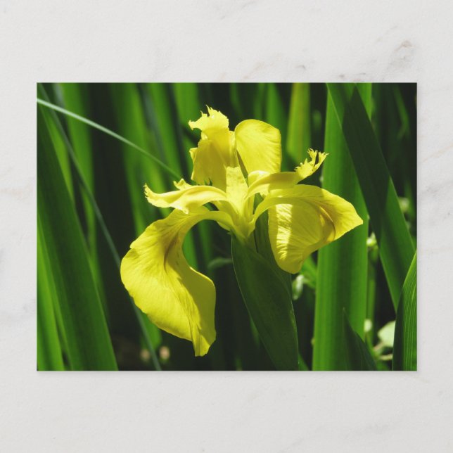 Carte Postale Drapeau Jaune Iris (Devant)