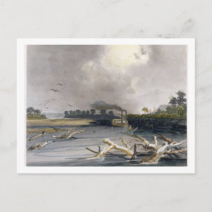 Carte Postale Drapeaux (arbres coulés) sur le Missouri, plaque 6