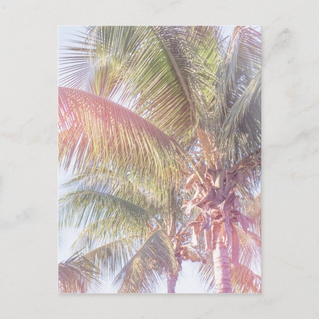 Carte Postale Dream Palm (Devant)