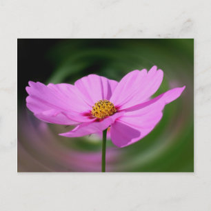 Carte Postale Dreamink Cosmos Flower Nature