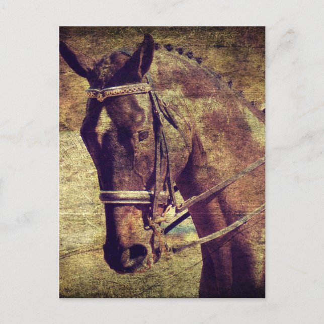 Carte Postale Dressage (Devant)