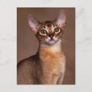 Carte Postale drôle_cat_expression_faciale_13