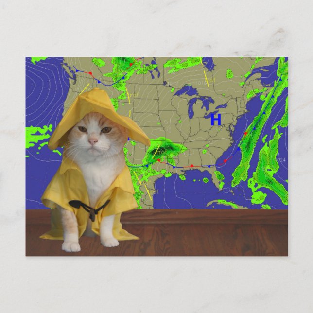 Carte Postale Drôle Chat/Kitty Weatherman en Slickr Jaune (Devant)