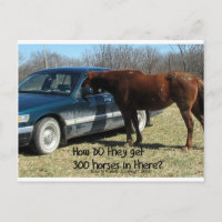 Drôle Cheval "300 Cheval"