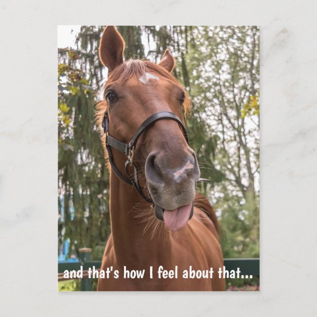 Carte Postale Drôle Cheval Sticking Out Tongue (Devant)