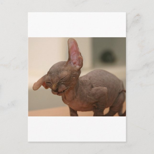 Carte Postale Drôle éternuement sphynx chaton (Devant)