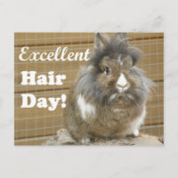 Drôle "Excellent Hair Day" pour lapin.