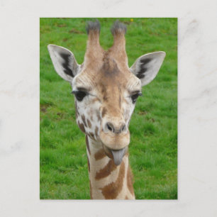 Carte Postale Drôle Giraffe Sticking Out Tongue!