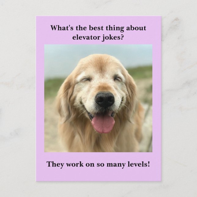 Carte Postale Drôle Golden Retriever Chien Ascenseur plaisanter (Devant)