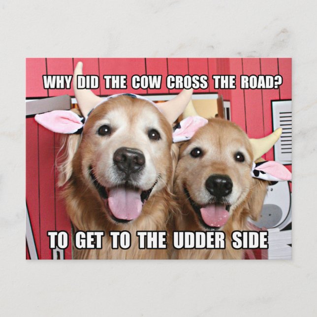 Carte Postale Drôle Golden Retriever Cow Joke (Devant)