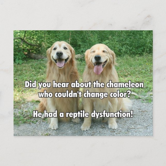 Carte Postale Drôle Golden Retriever Retriever Dysfonction Plais (Devant)