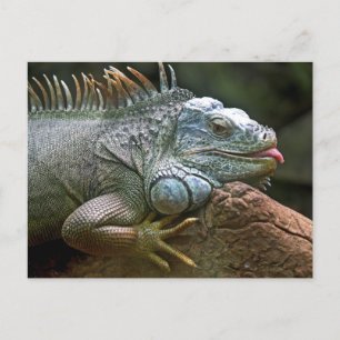 Carte Postale Drôle Iguana