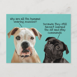 Carte Postale Drôle mignon assis / Rester Chiens pendant la pand