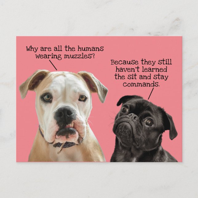Carte Postale Drôle mignon assis / Rester Chiens pendant la pand (Devant)