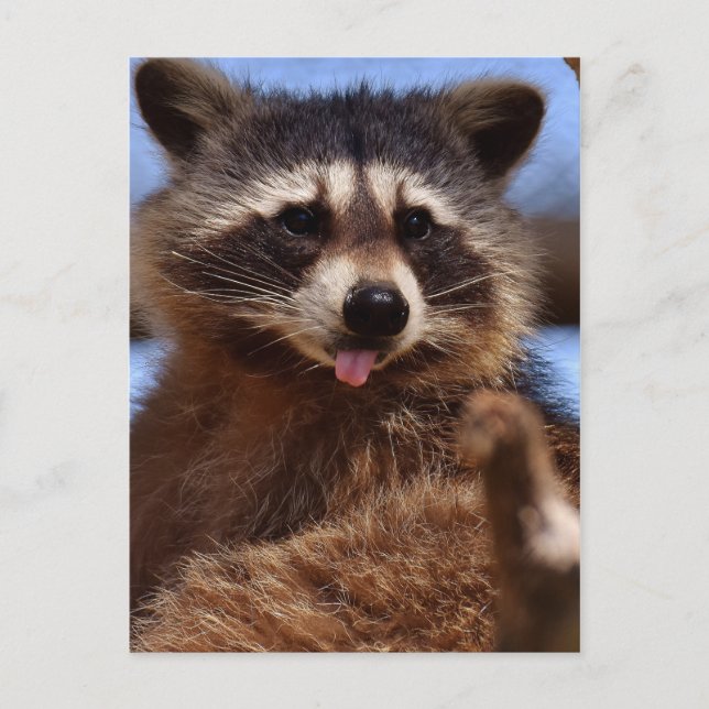 Carte Postale Drôle Raccoon Sticking It's Tongue Out (Devant)