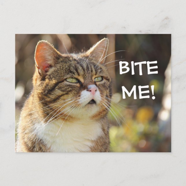 Carte Postale Drôle Sassy Chat avec Attitude Bite Me (Devant)