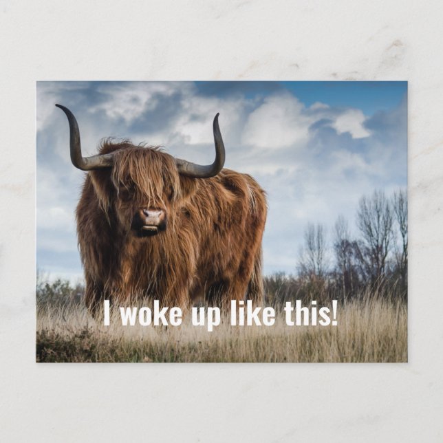 Carte Postale Drôle Vache Highland Photo Je Me Suis Réveillé Com (Devant)