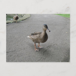 Carte postale Drôle Wadden Duck