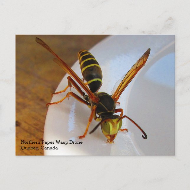 Carte Postale Drone de Papier nordique ou doré (P. fuscatus) (Devant)