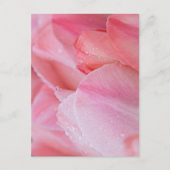 Carte Postale Droplets sur Tulipes roses gros plan (Devant)