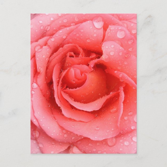 Carte Postale Drops d'eau rose romantique (Devant)