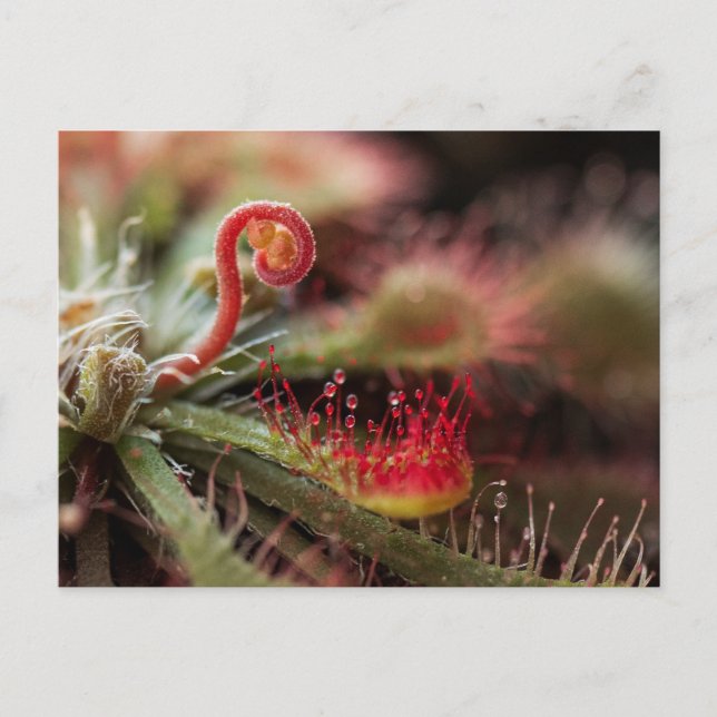 Carte Postale Drosera Capillaris (Devant)