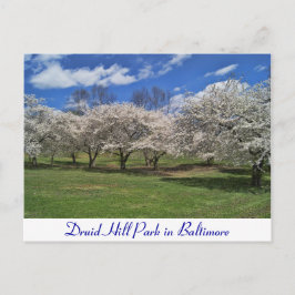 Carte Postale Druid Hill Park au printemps