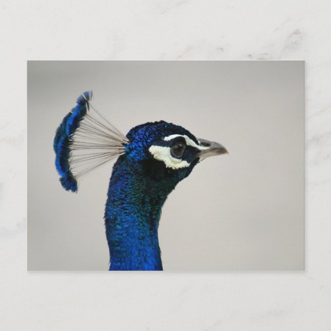 CARTE POSTALE DSC00292 (Devant)