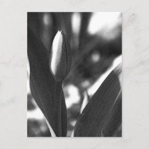 Carte Postale DSC02422 c